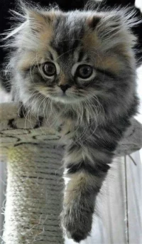 The Maine Coon Cats Breed Origin And History