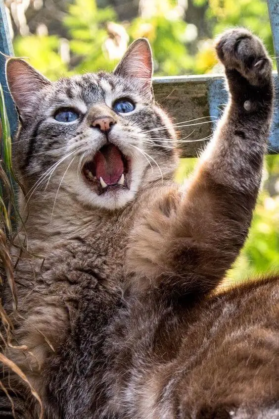 Aggressive Maine coon