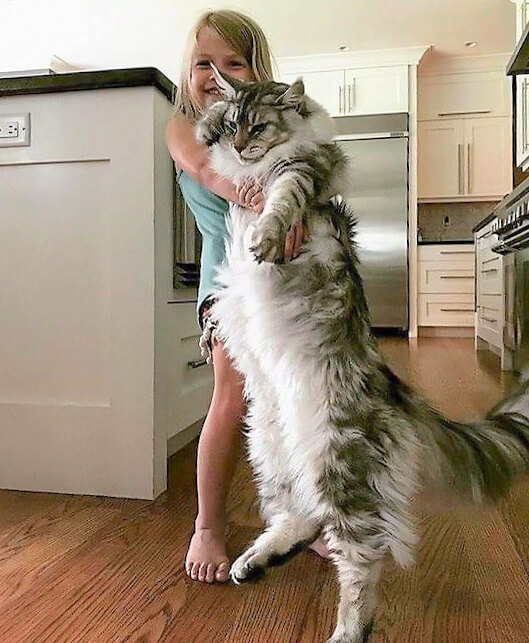 Maine Coon Size Comparison To Others Why Are They So Big Maine Coon Size Comparison To Others Why Are They So Big