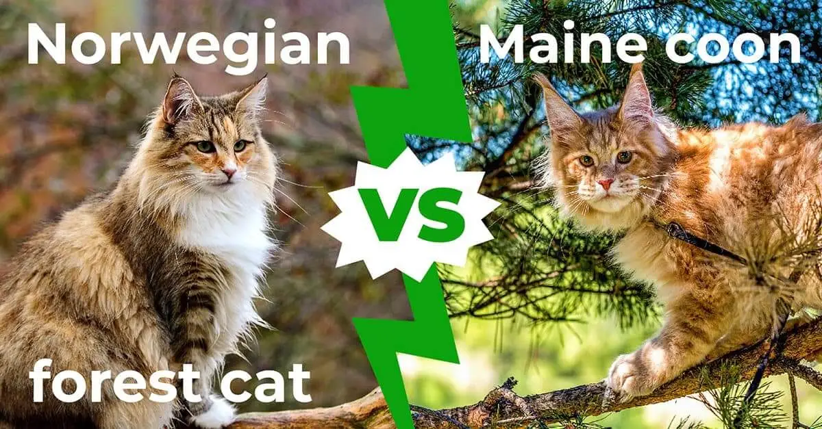 Side by side size comparison of a Norwegian Forest Cat and a Maine Coon