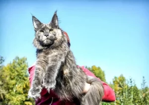 Maine coon size Comparison: How big are Maine Coon Cats?