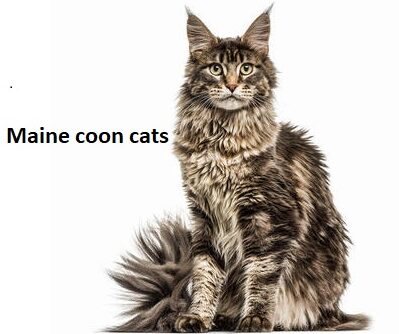 My Maine Coon Cat logo