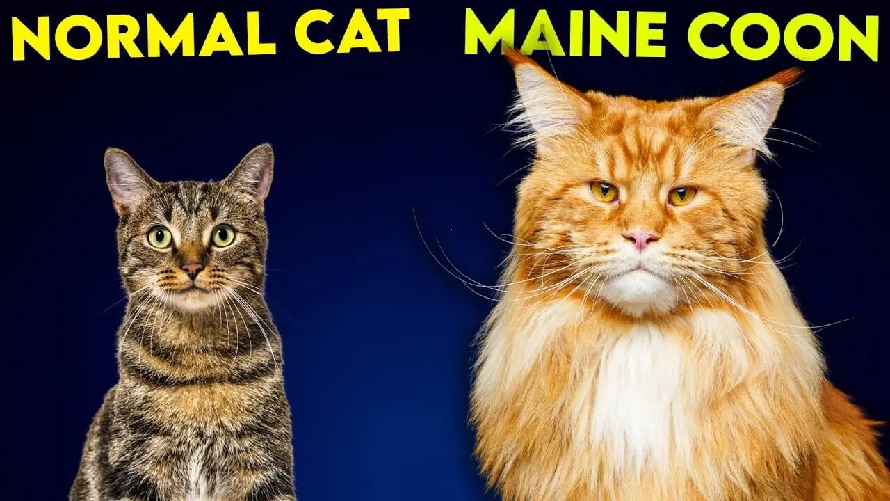 Maine Coon size comparison showing how large the breed is next to an average cat