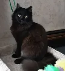 Black Maine Coon Facts And Personality Traits
