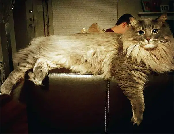 Big Maine coon at its maximum size on a sofa