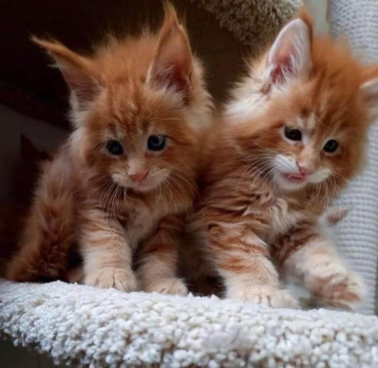 Orange Maine Coon