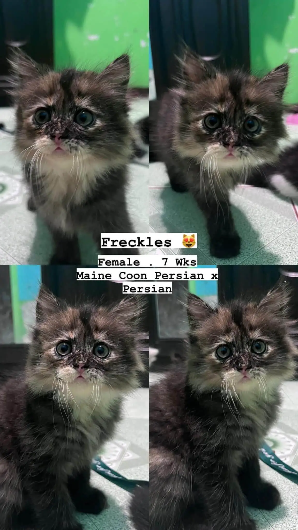 Maine Coon Persian mix kitten with fluffy long coat