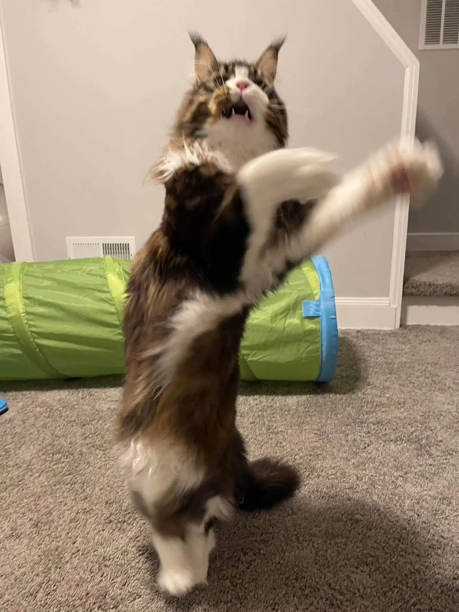 Healthy Maine Coon Persian mix cat playing