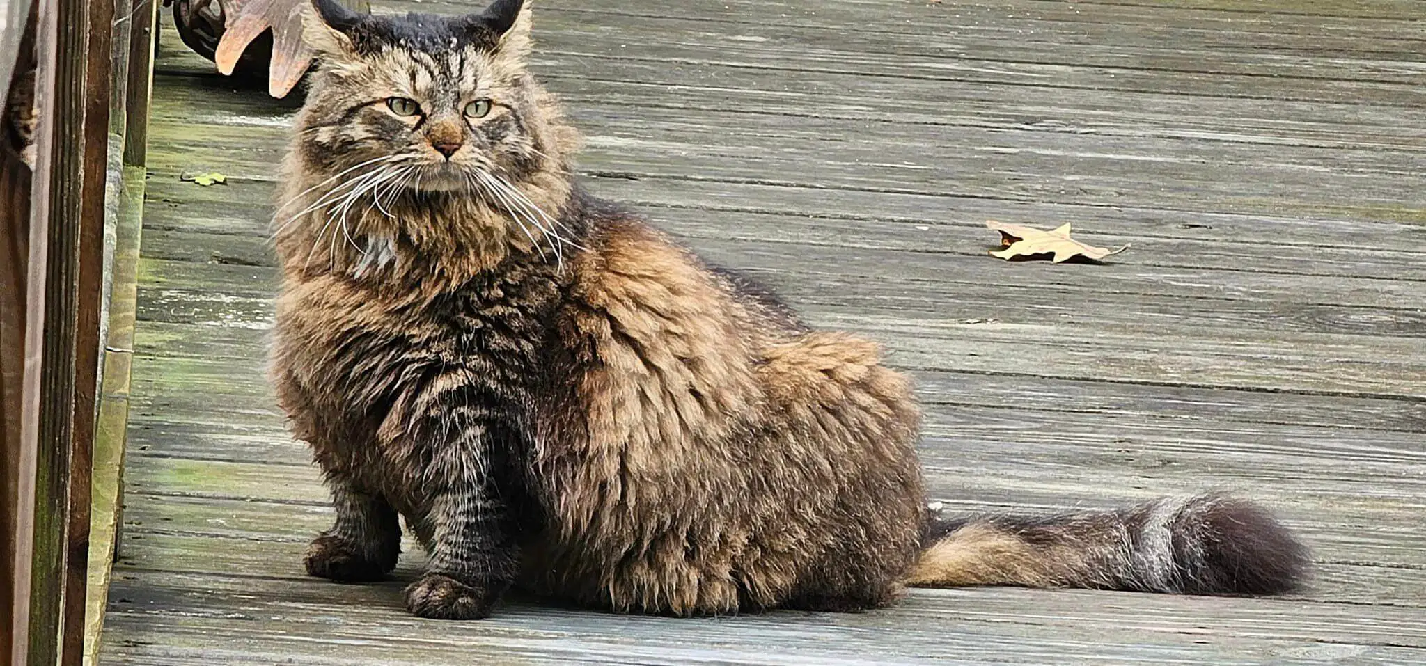 Maine Coon Persian mix cat with long fluffy coat