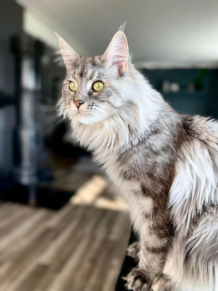 Maine Coon Persian mix looking at the camera with round face
