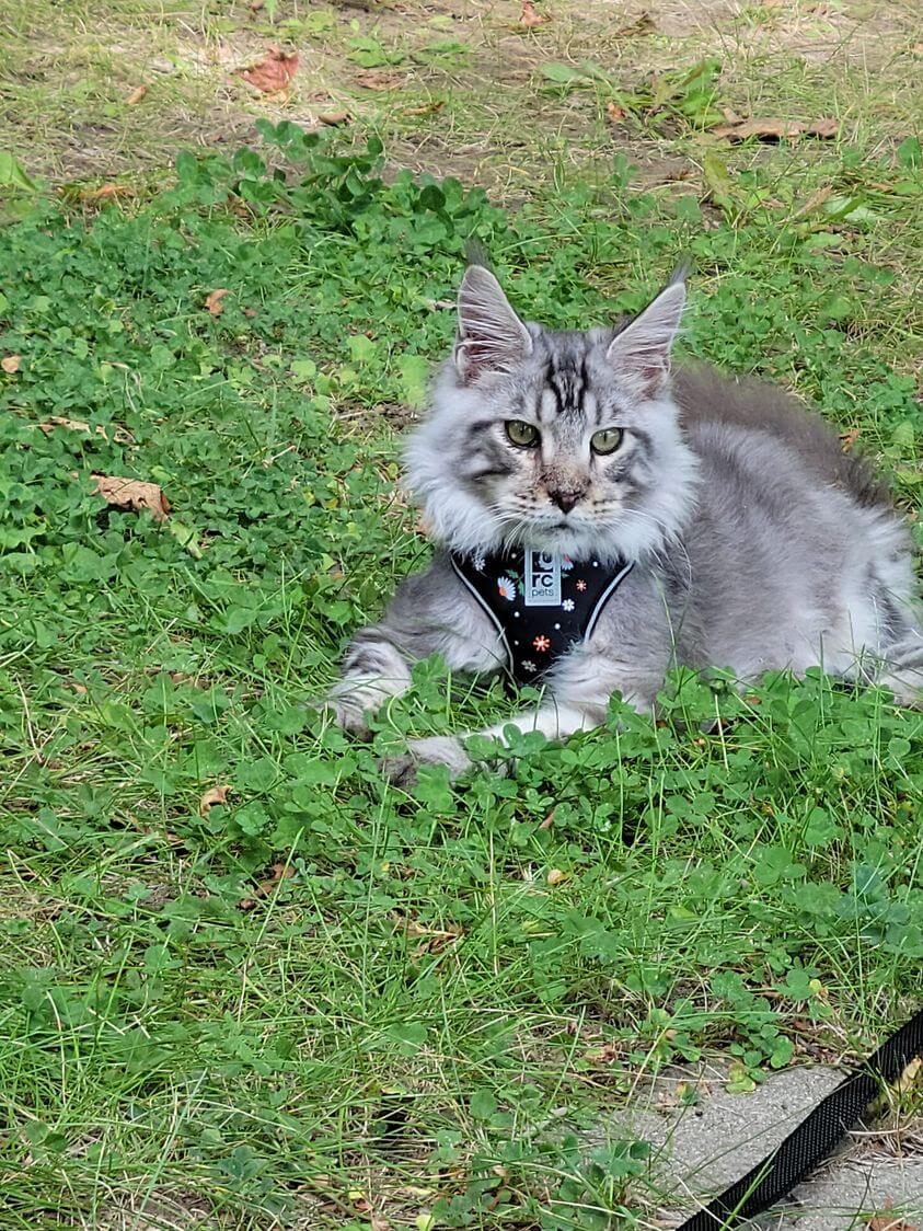 Maine Coon Persian mix kitten sitting and looking up