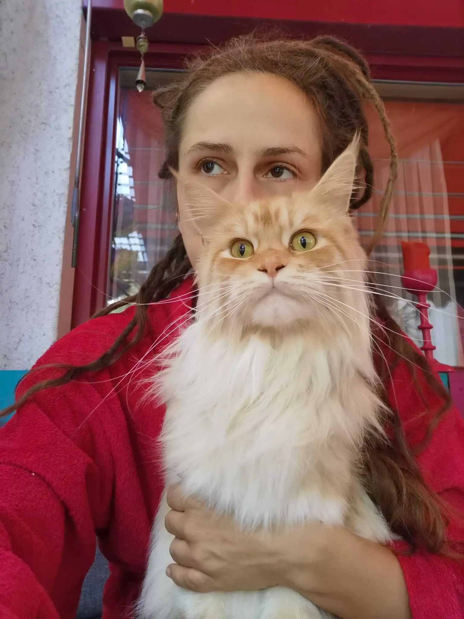 Friendly Maine Coon Persian mix cat sitting calmly