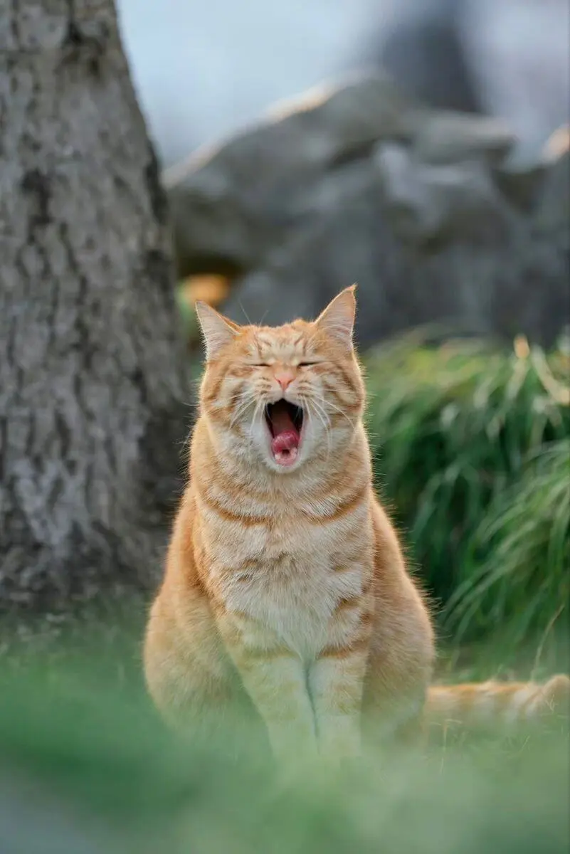 The maine coon is looking very tired
