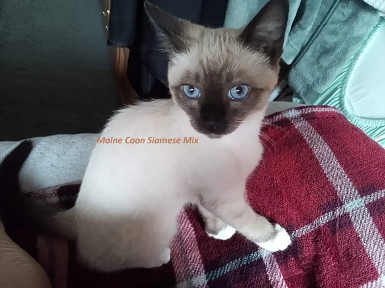 Maine Coon Siamese Mix: Need to Know Facts 2023