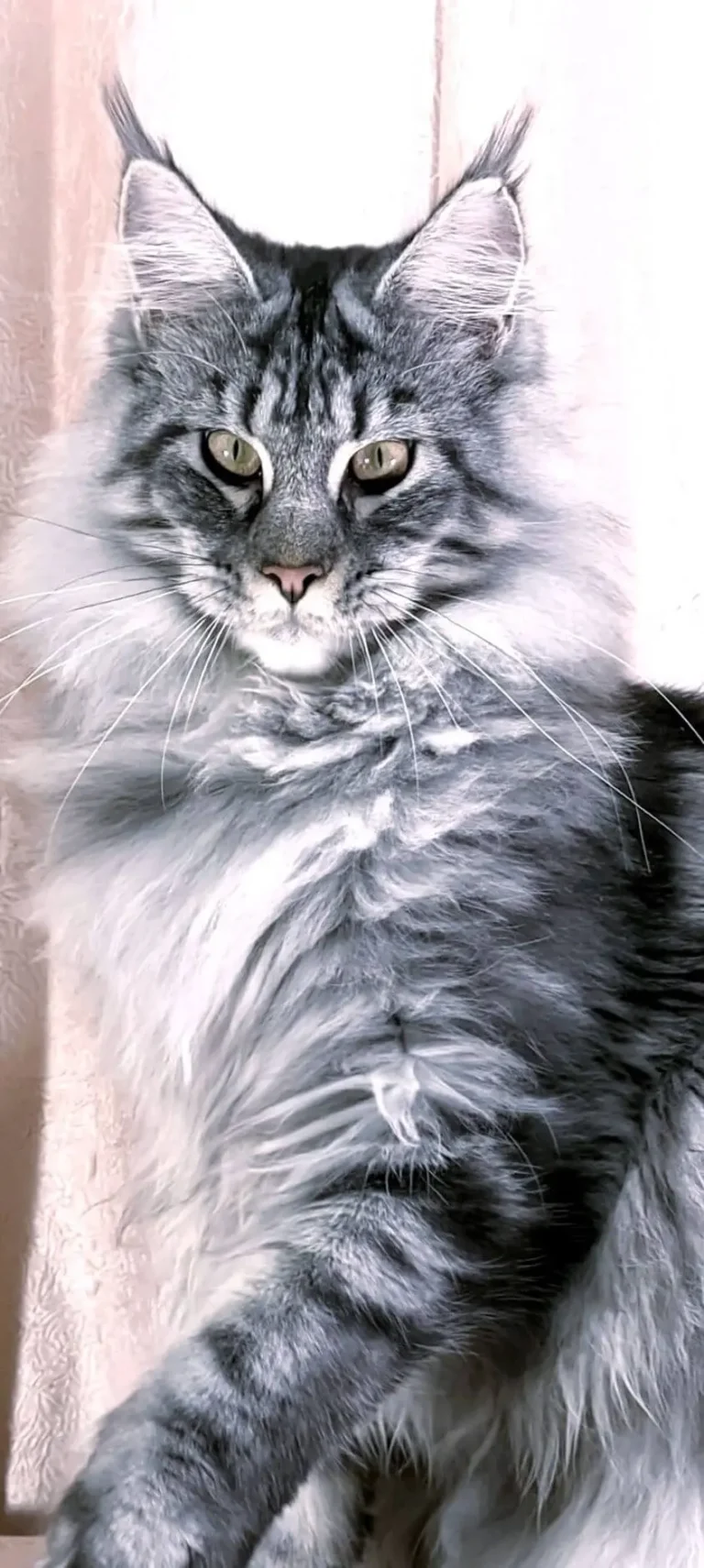 A silver Maine Coon focusing on camera