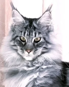 A silver Maine Coon focusing on camera