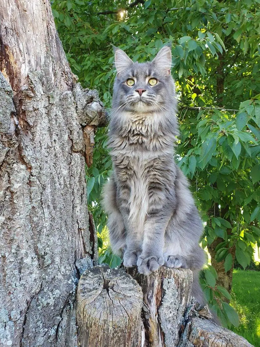 Blue silver Maine Coon sitting on a tree branch
