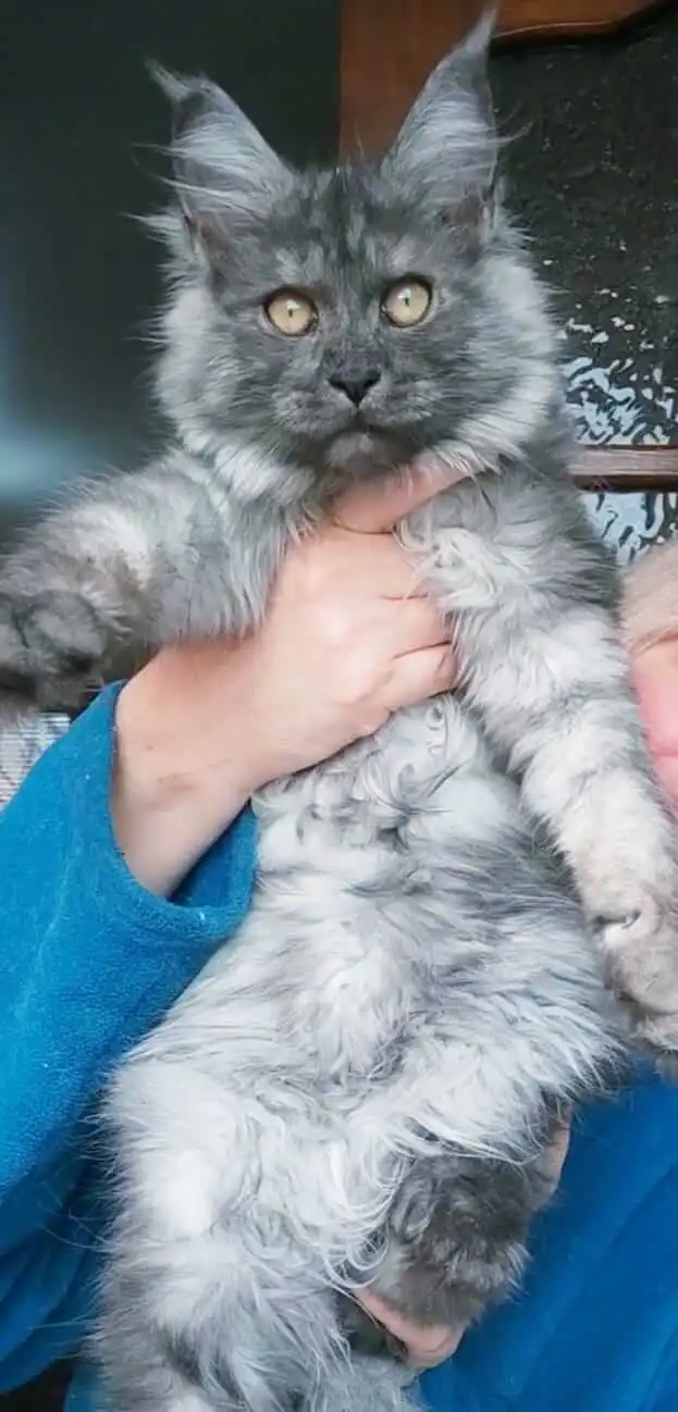 Silver Maine Coon looking relaxed in its owner's hands