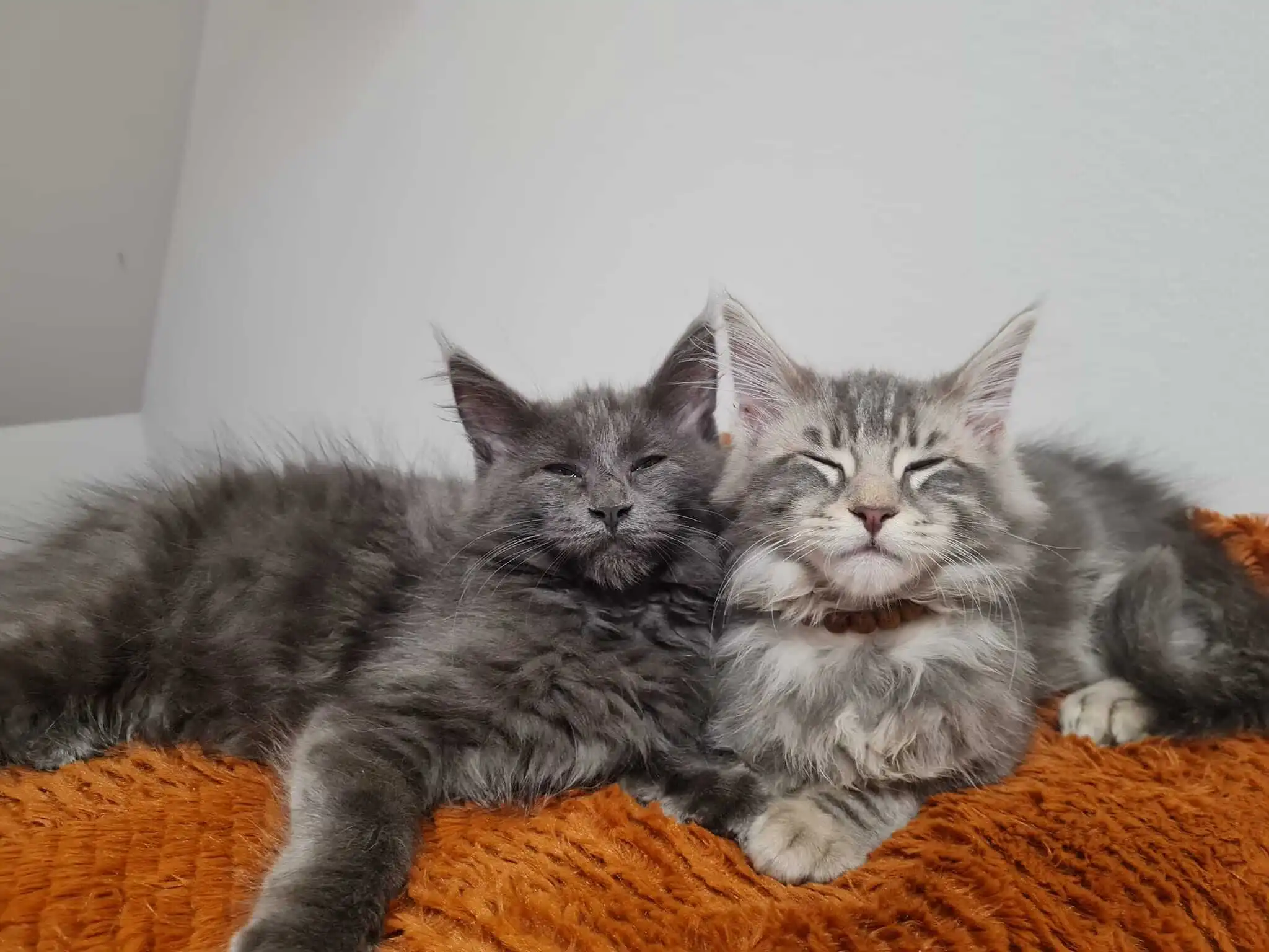 Silver grey Maine Coon resting in a sleepy pose