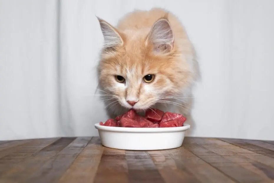 Best Cat Foods For Maine Coon Cats: A Guide to BuyingÂ
