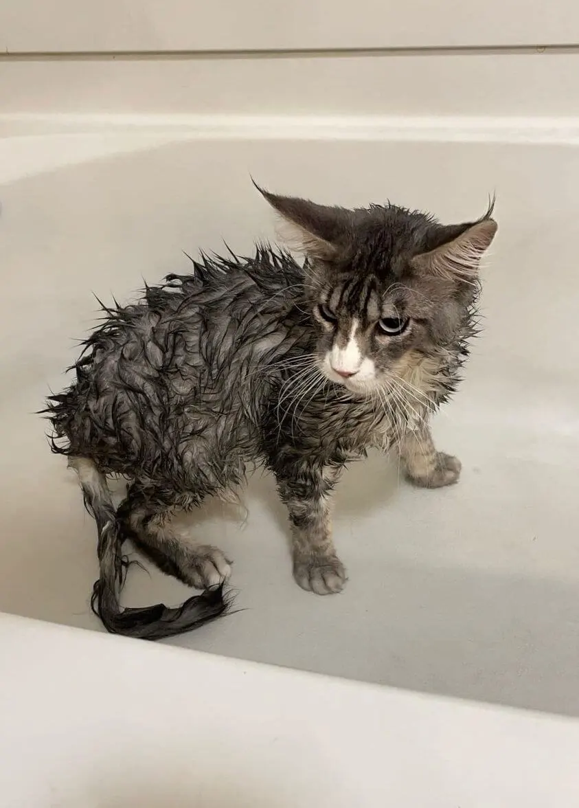 Maine Coon has matted fur and came to groomer for mats removal