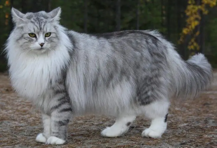 my overweight Maine coon is doing walk