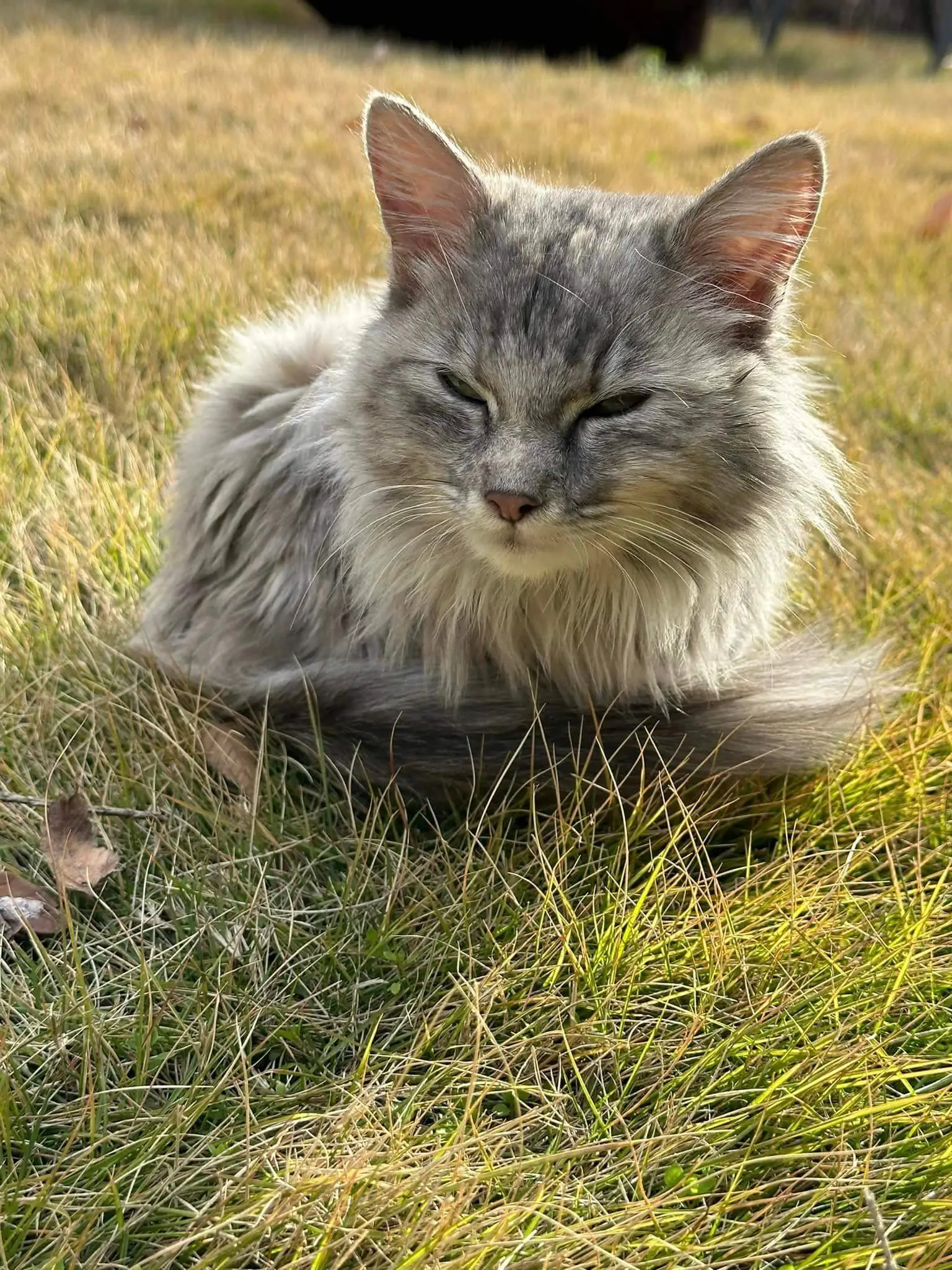 Maine Coon cat standing alert outdoors