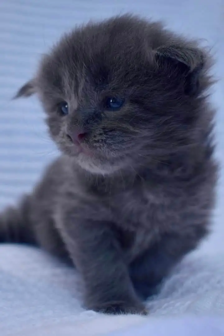 Blue Maine Coon Or A Teddy Bear: How To Identify?