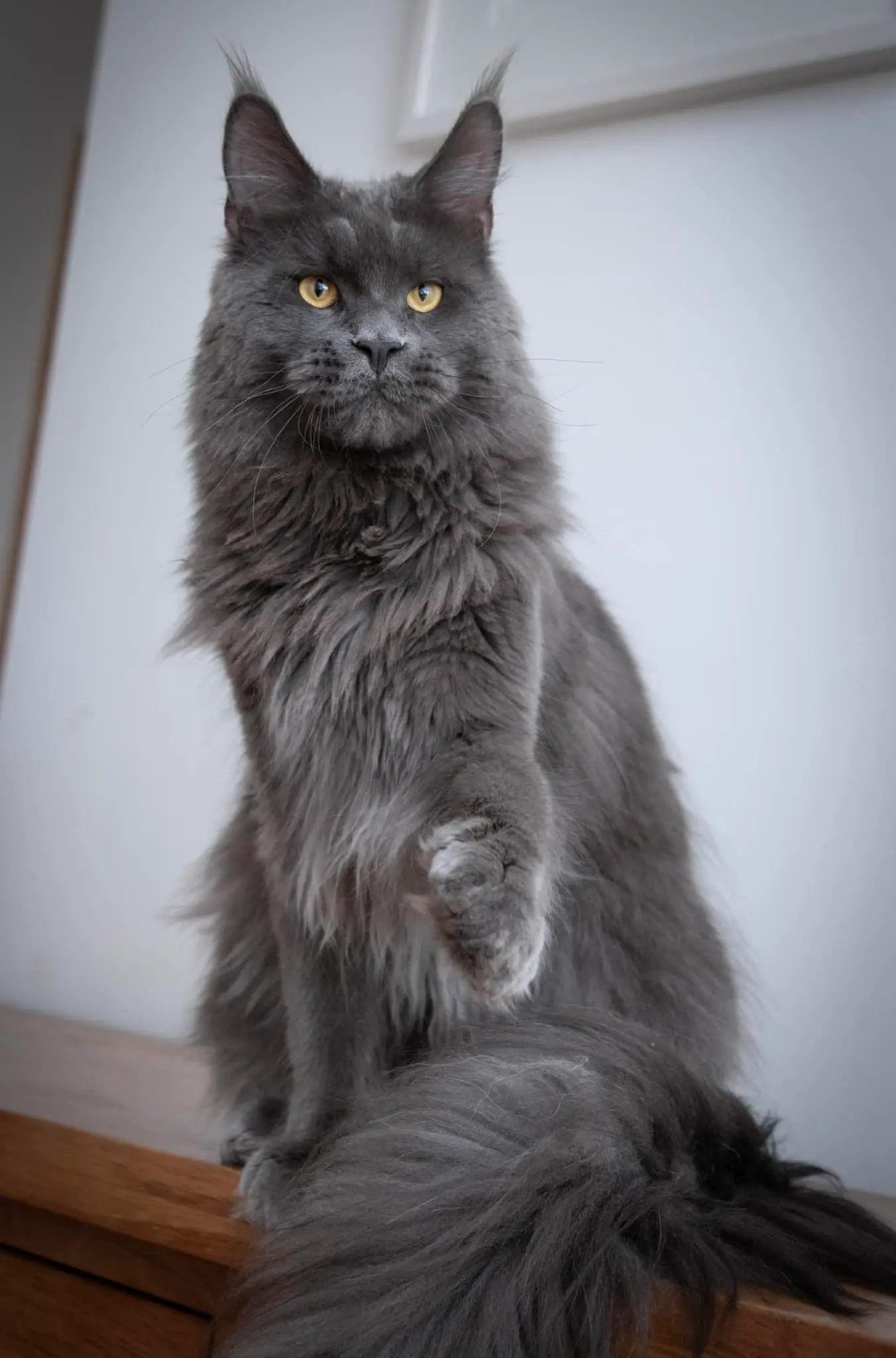 Blue Maine Coon with dark grey coat looking at the camera