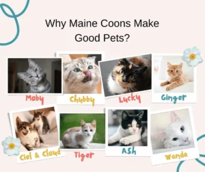 All Maine coons making good pets