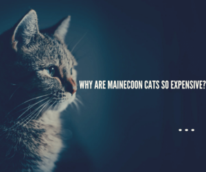 Why Are MaineCoon Cats So Expensive? Causes & Facts: