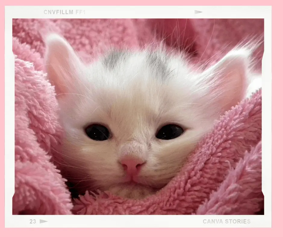 Maine coon cat is feeling more comfortable after shaving