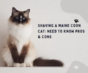 Maine Coon cat is ready to go for a shave