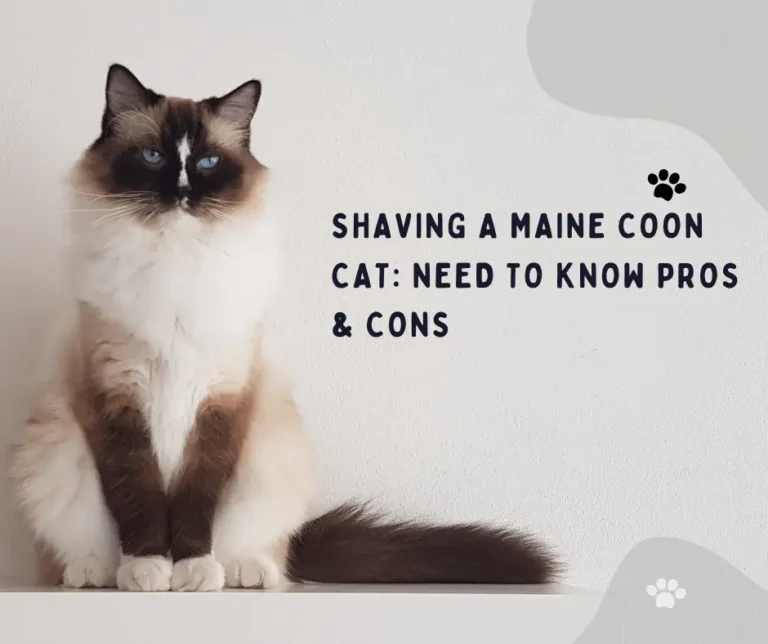 Maine Coon cat is ready to go for a shave