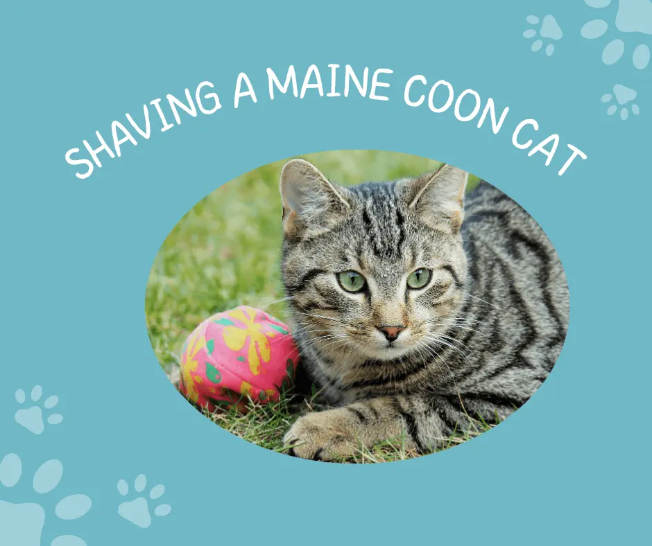 After shaving a Maine coon cat ,it is ready to play and feeling relaxed