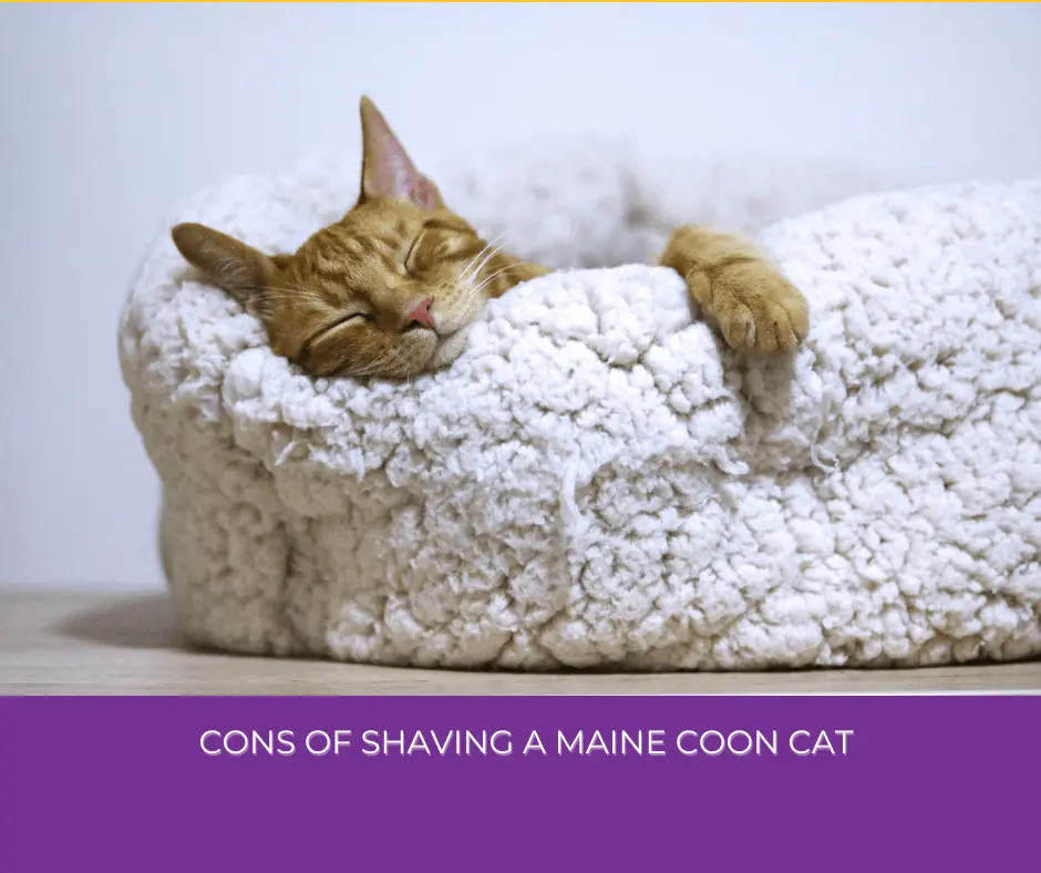 A brown maine Coon cat is sleeping on white sofa.