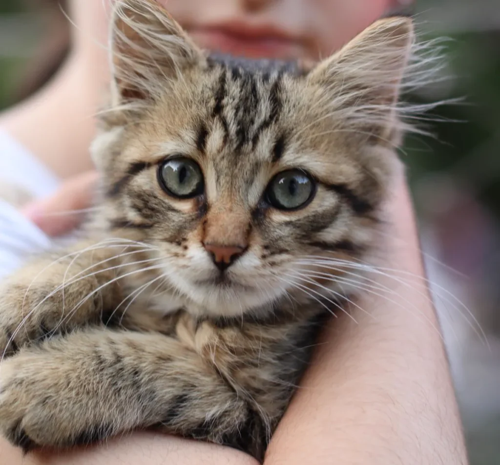 A tabby kitten held gently in a person's hands, looking at the camera