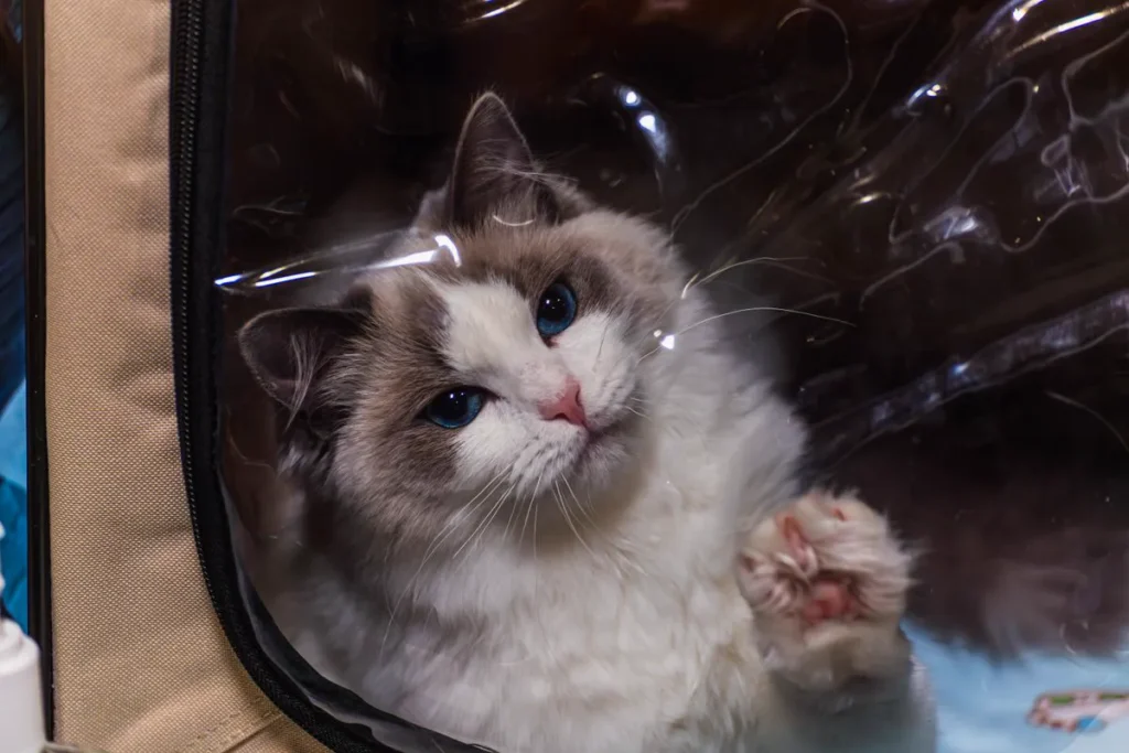 A fluffy young cat with blue eyes peeking cautiously out of a pet carrier