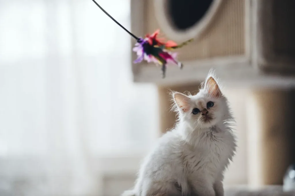 A fluffy white long-haired kitten watching a colorful feather wand toy in a bright room