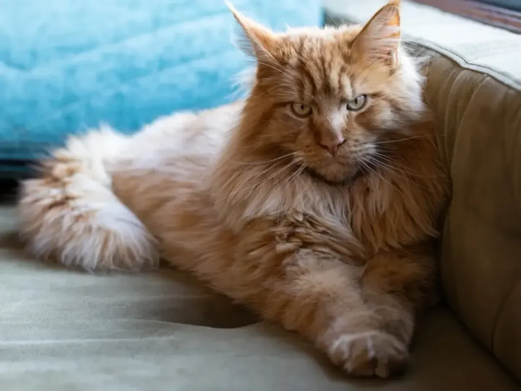 An orange long-haired Maine Coon type cat relaxing contentedly on a couch