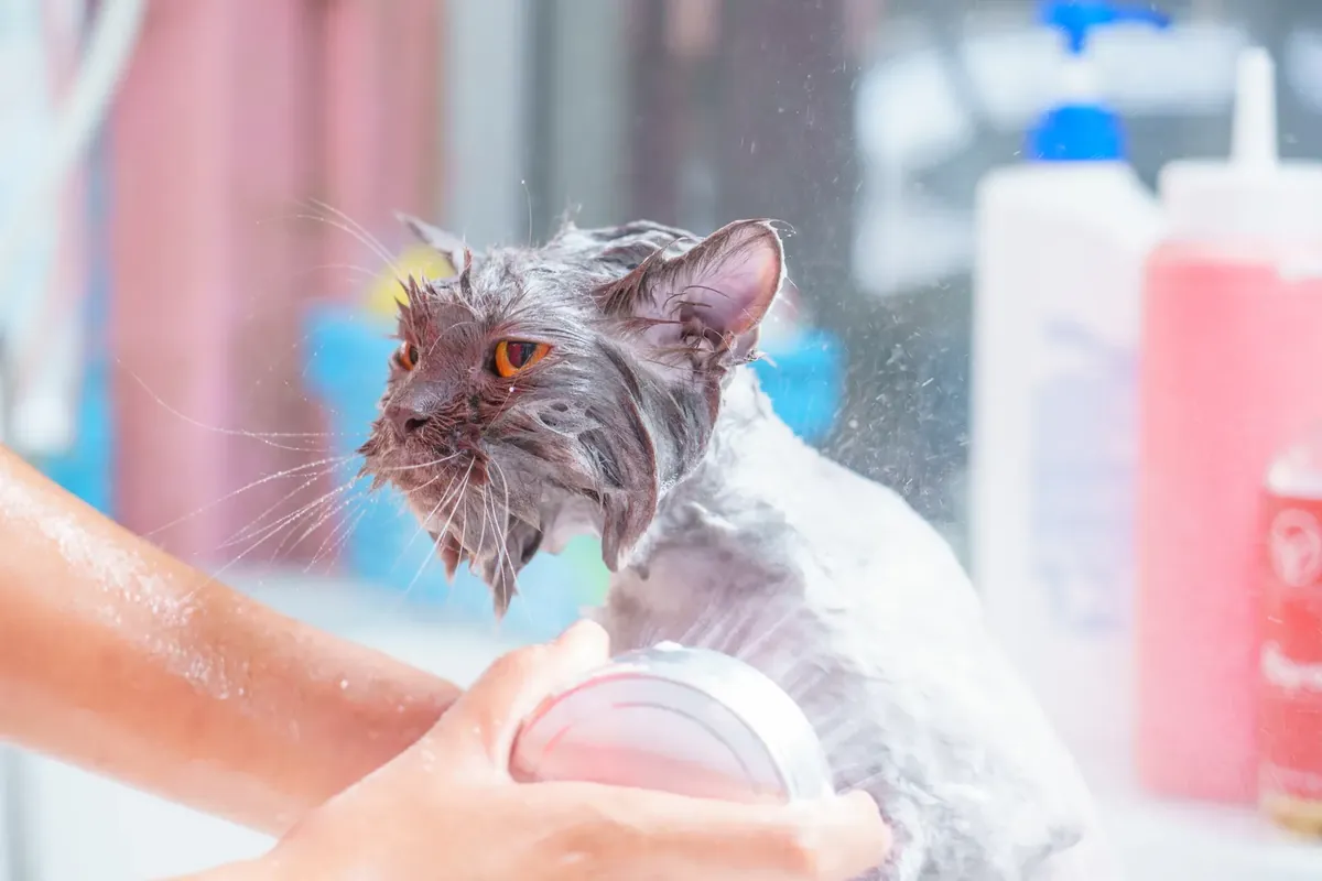 Wet gray cat being bathed with a handheld shower, its coat flattened by the water