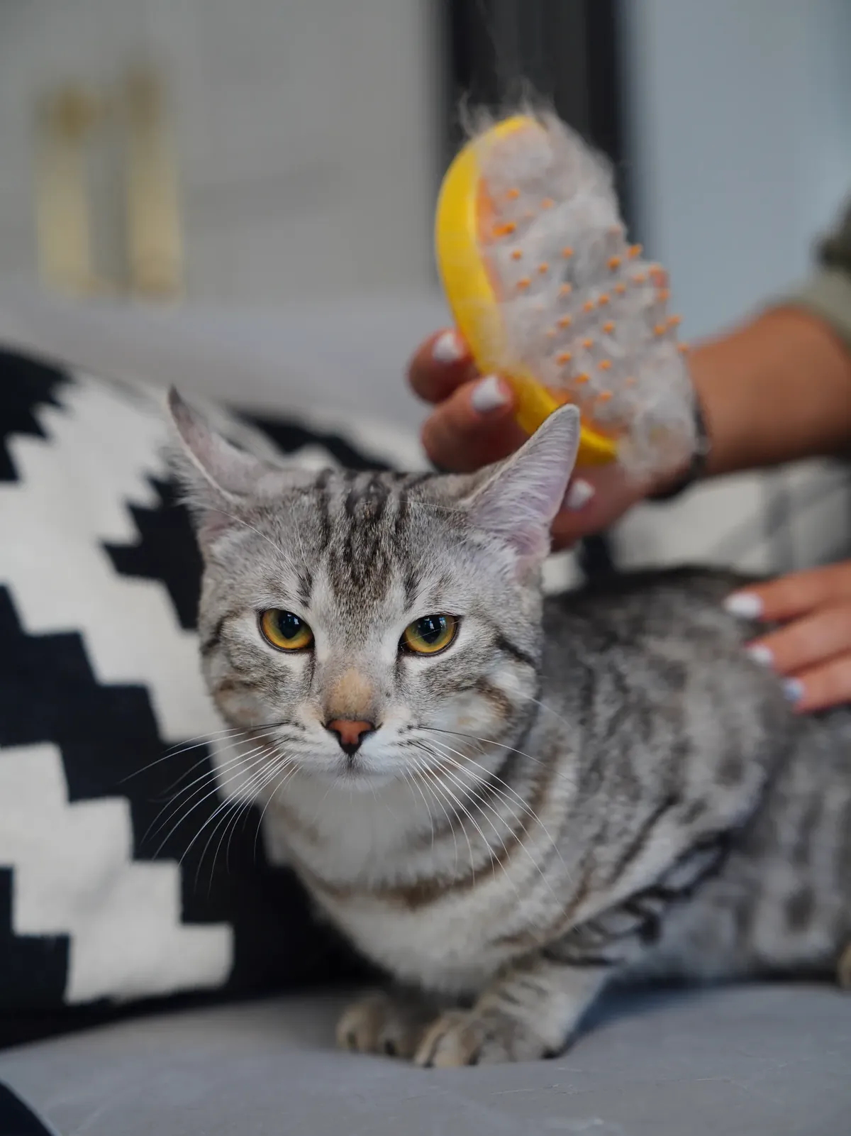 Owner brushing a gray tabby cat with a brush full of loose fur