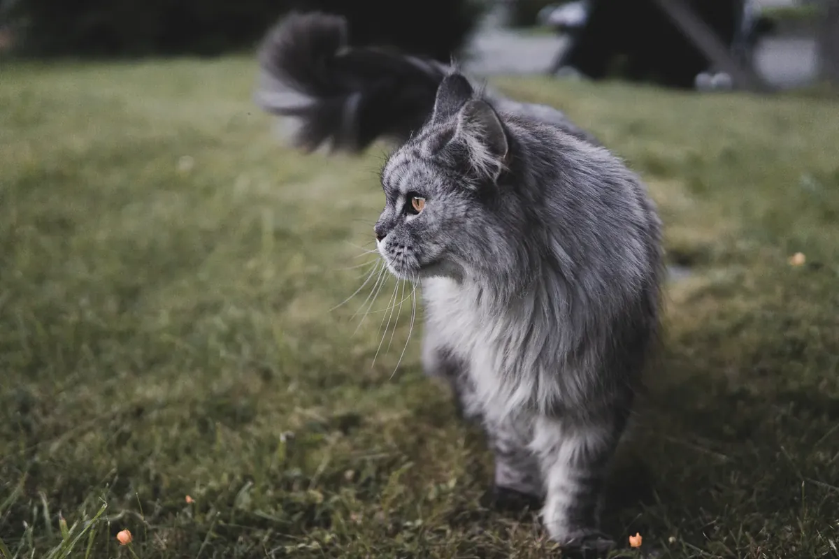 Silver-gray Maine Coon standing on grass in side profile, showing its shaggy double coat and bushy raised tail