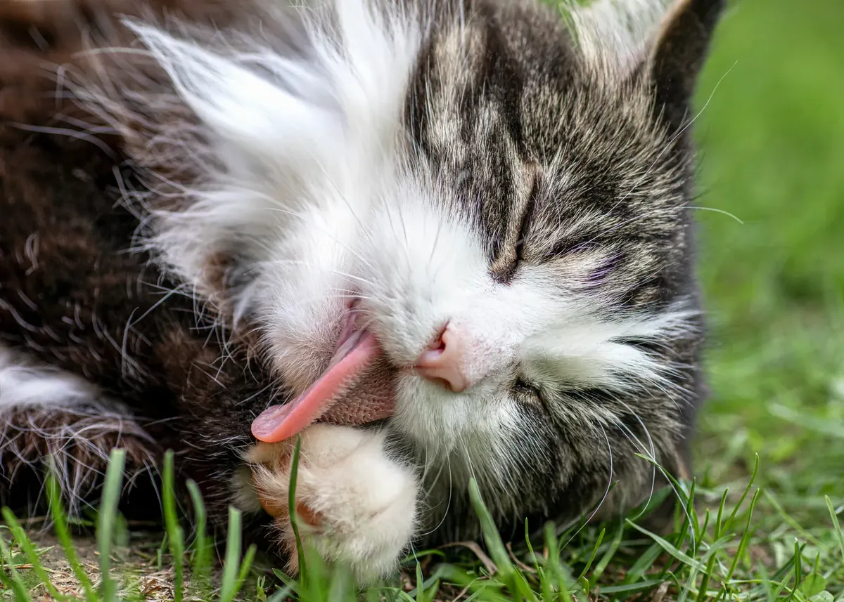 Long-haired tabby and white cat grooming its front paw with its tongue out