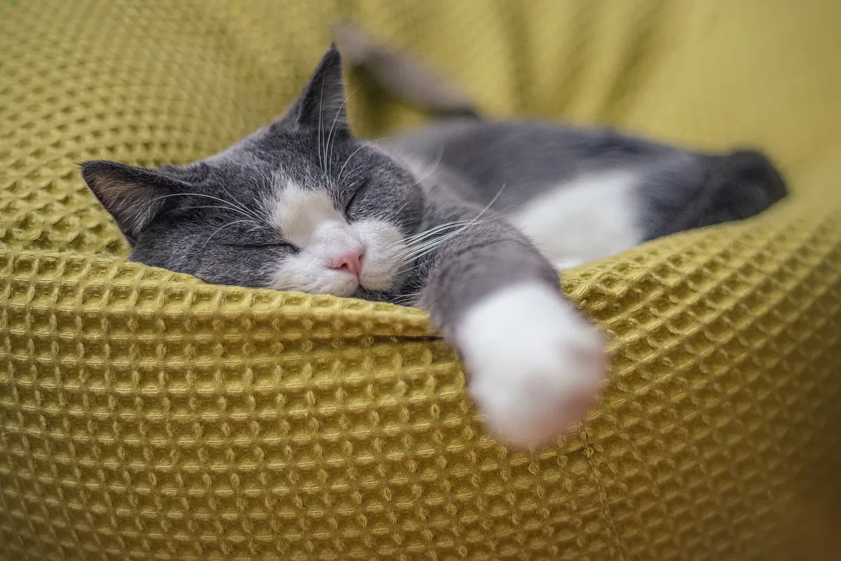 Gray and white cat sleeping peacefully on a green textured pet bed