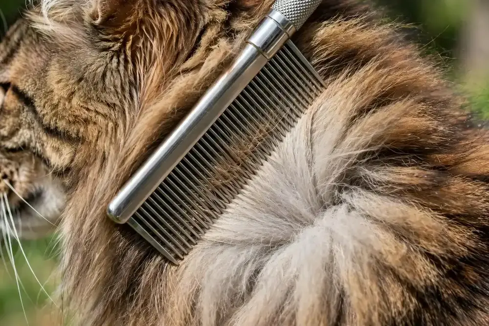 Steel comb working through a Maine Coon's dense double coat