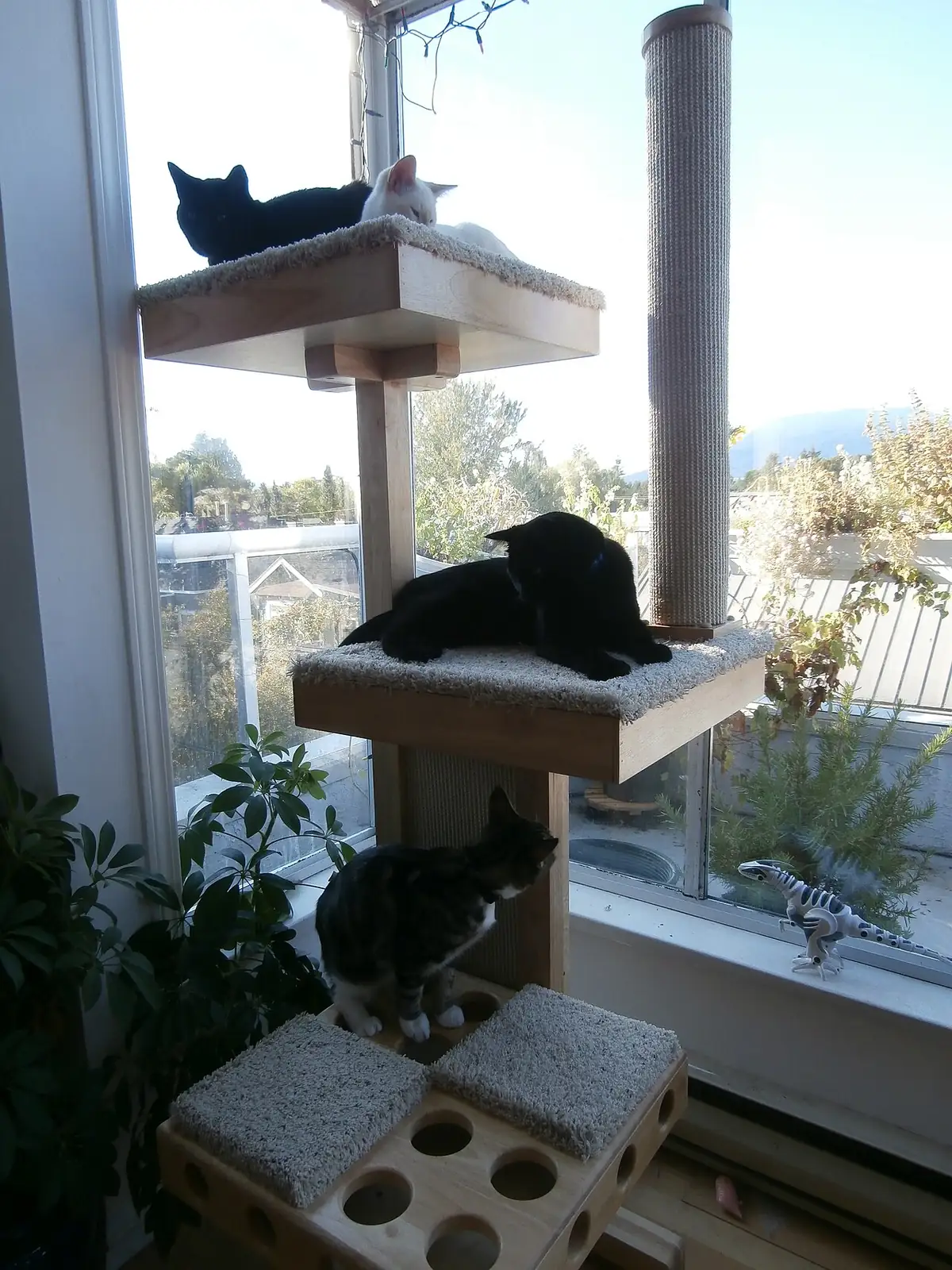 A tall solid-wood cat tree in front of a sunlit window with several cats resting on its carpeted platforms
