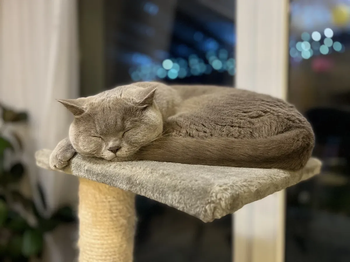 A grey cat sleeping stretched out on a wide, stable carpeted platform of a cat tree