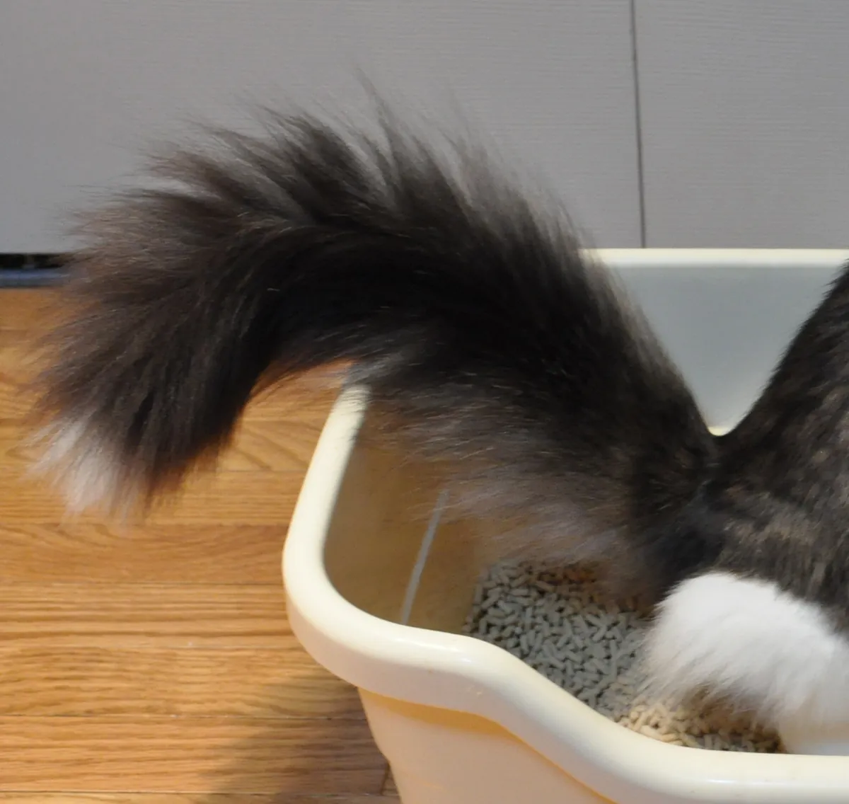 Close-up of a Maine Coon's fluffy tail next to an extra-large litter box