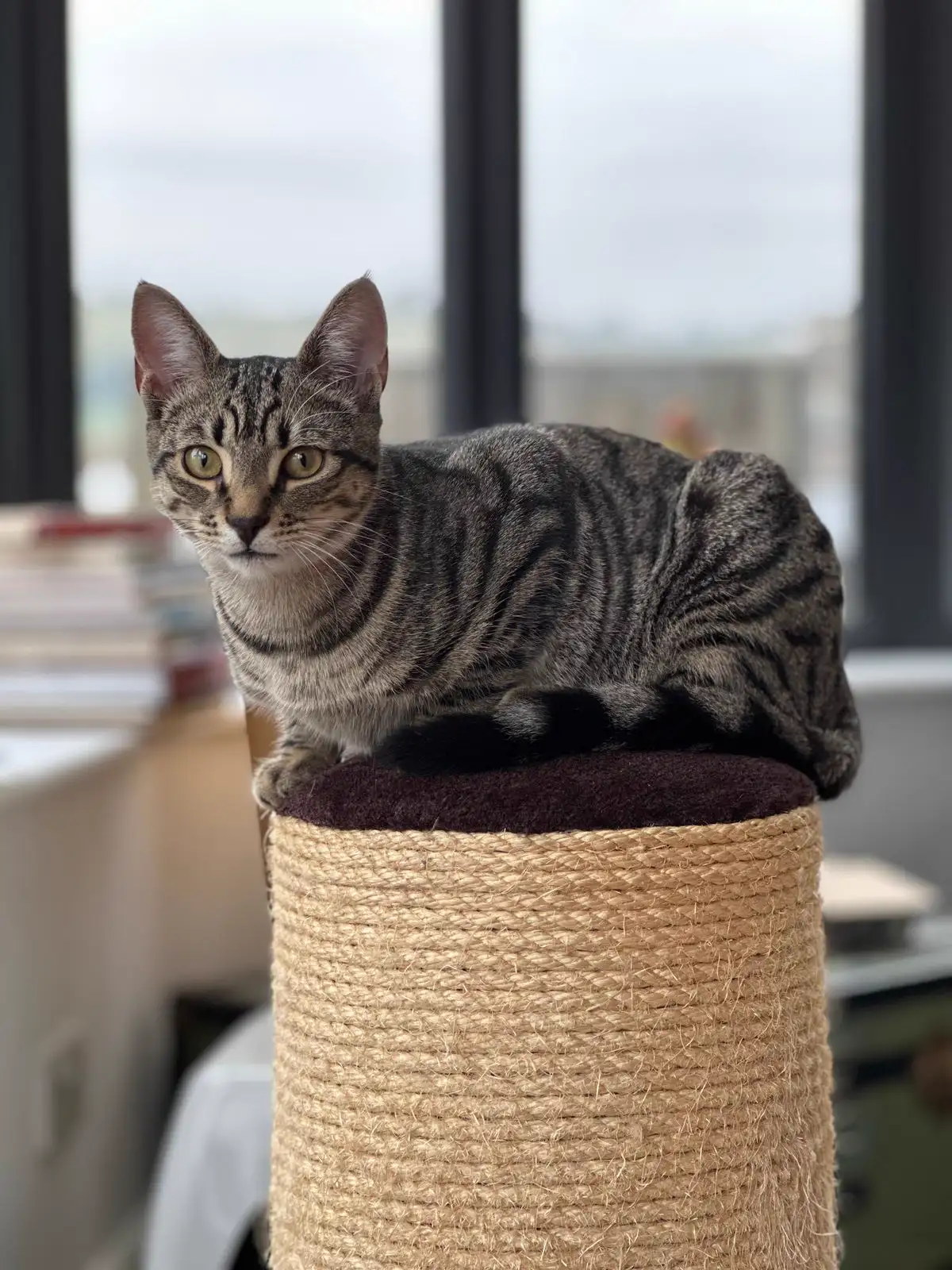 A tabby cat perched on top of a tall sisal-wrapped scratching post in a bright room